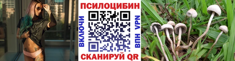 Галлюциногенные грибы Psilocybine cubensis  Лениногорск 