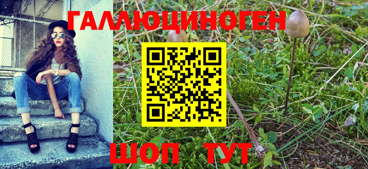 Псилоцибиновые грибы Psilocybe  Вход с VPN  Лениногорск 