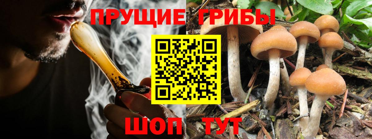 Галлюциногенные грибы Psilocybe  Лениногорск 
